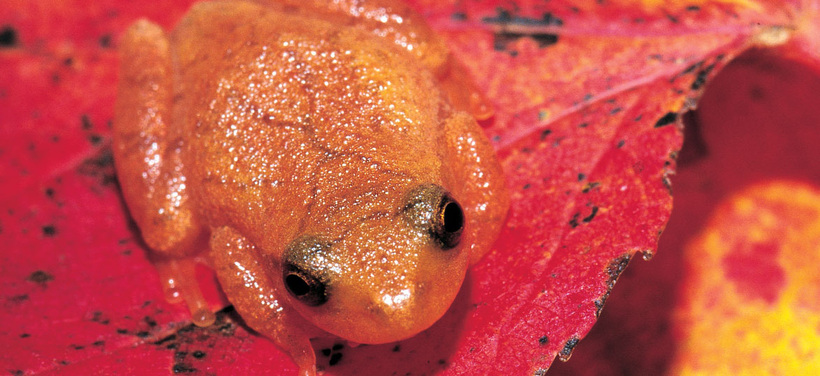 spring-peeper-vermont-fish-wildlife-department